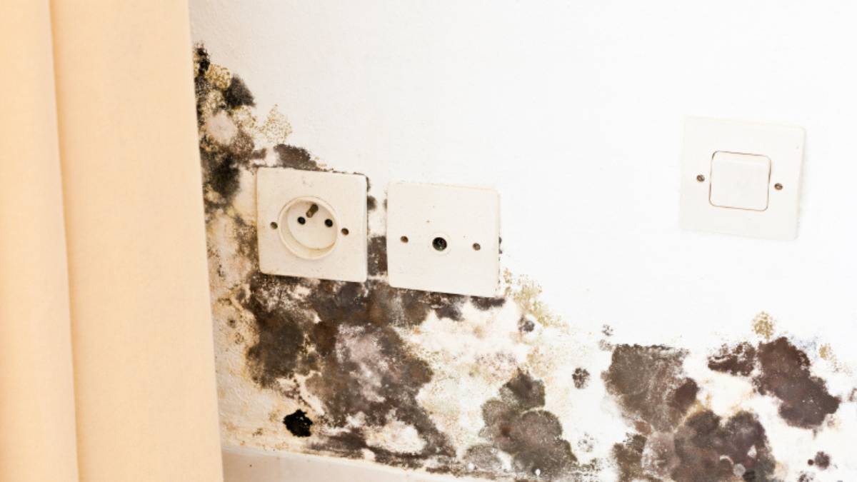 Zwarte en groenige schimmelvlekken lopen over een witte binnenmuur rond twee stopcontacten en langs de plint.