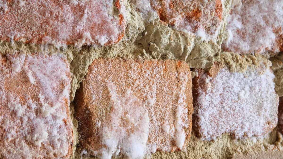 Close-up van bakstenen metselwerk waarop witte, wollige schimmel- en zoutuitslag over de stenen en de mortelvoegen ligt.