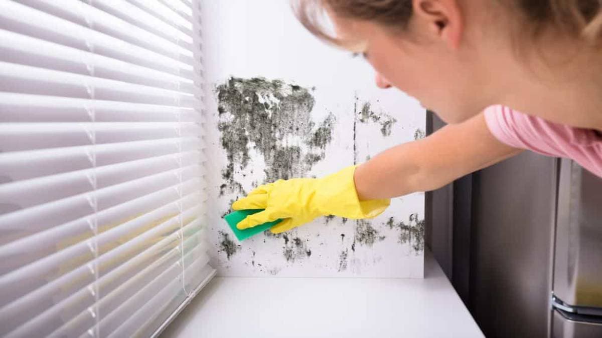Vrouw met gele rubberhandschoen veegt met een groene spons zwarte schimmelvlekken van een witte muur naast een jaloezie.