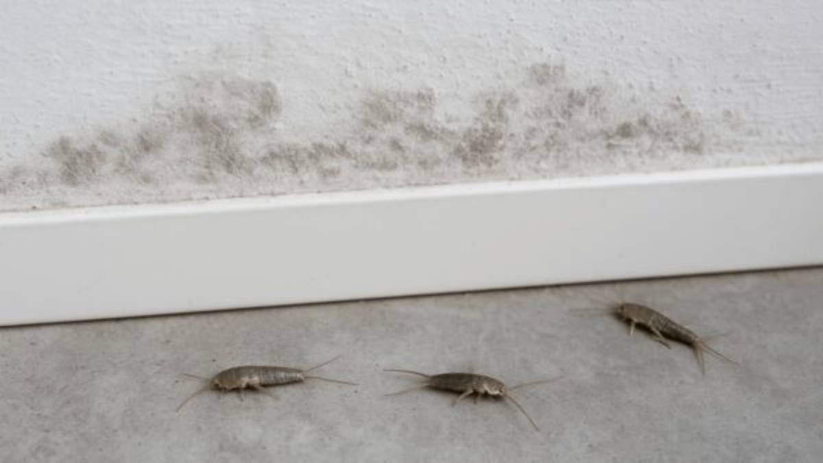 Drie zilvervisjes lopen over een grijze vloer langs een witte plint, met daarboven een brede band grijze schimmelvlekken op de witte muur.