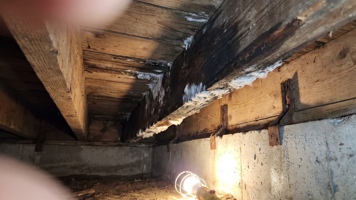 Houten vloerbalken in een kruipruimte met donkere vochtstrepen en witte wollige schimmelpluis langs de balkrand, verlicht door een looplamp op de zandvloer.