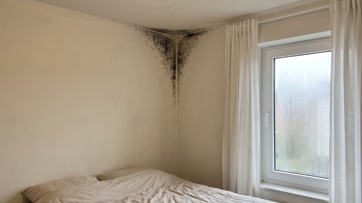 Zwarte schimmel loopt vanuit de plafondhoek van een slaapkamer naar beneden, naast een raam met beslagen glas en witte gordijnen boven een bed.